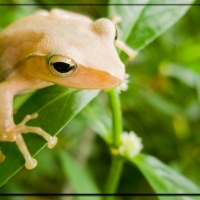 FROG ON LEAVES