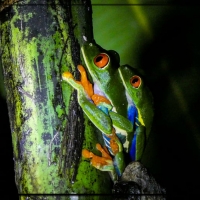 MATING FROGS