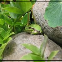 FROG ON A ROCK