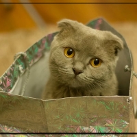 CAT IN A BAG