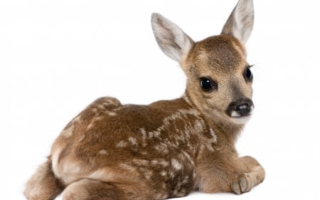 Bambi :) - bambi, cute, animal, deer