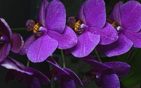 Purple Love - purpe, amazing, garden, flower