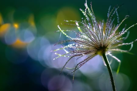 Wild Flower - flower, nature, wild, beautiful