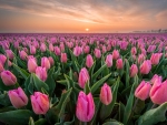 Tulips at the sunset