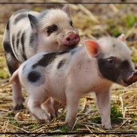 PIGLETS