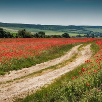 Poppy Field Road