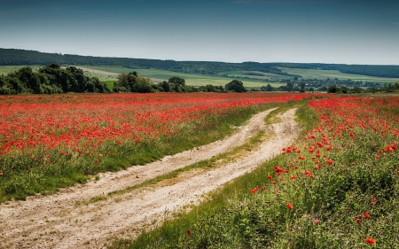 Poppy Field Road - summer, meadow, road, field, poppy