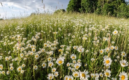 Daisies in Latvia