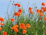 Poppies in Latvia