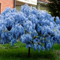 Blue China Wisteria Tree