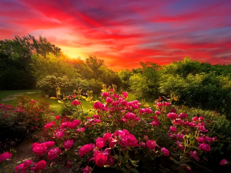 Pink roses at sunrise