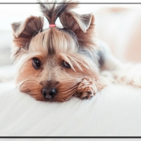 CUTE YORKIE