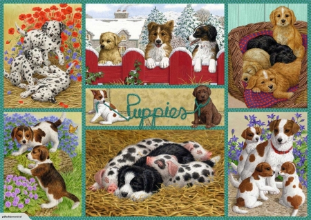 Puppies - caine, puppy, collage, dog, animal, cute