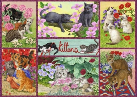 Kittens - animal, kitten, collage, cute, pisici, cat