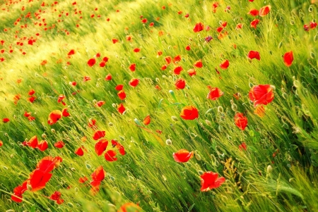 Poppies - blossoms, red, corn, spring, field