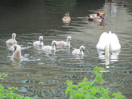 Mum's Searching - wildlife, swans, parklife, animals, cygnets, birds