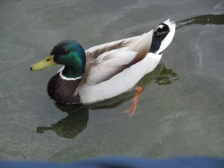 Mr Mallard - Animals, Parklife, Mallards, Wildlife, Birds, Ducks