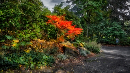 Botanical garden in Vancouver - nature, parks, canada, gardens, botanical