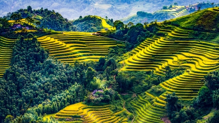 rice fields in Vietnam - rice, forests, nature, fields, photography