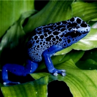 Ominous Blue Poison Dart Frog