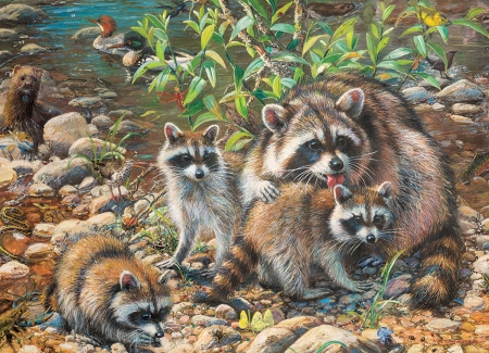 Raccoon Family by the Creek