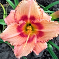 Strawberry Candy Daylily