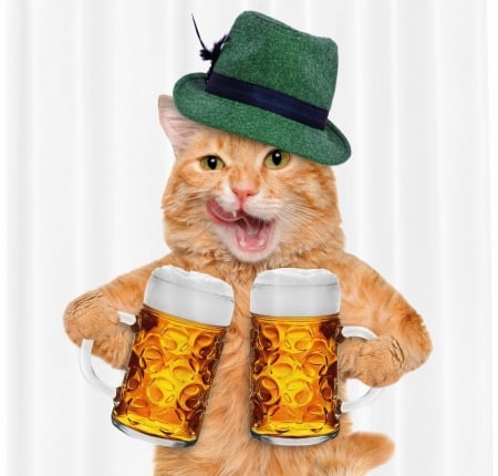 :D - cat, hat, pisici, funny, ginger, beer, orange, green, halba, bere