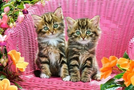 Kittens - sofa, cat, pink, pisici, animal, cute, kitten