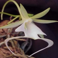 Ghost Orchid