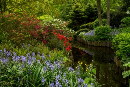 wild flowers - campanula, pond, photography, gardens, parks