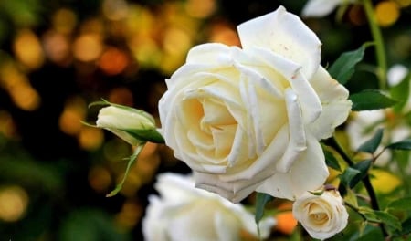 White Rose - rose, white, amazing, garden