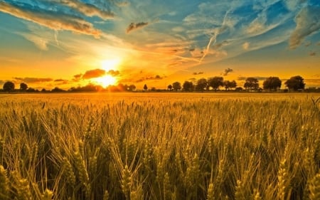 Sunset at the field - nature, cloud, sun, sunset, field