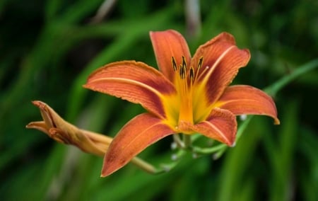 Beautiful Flower - one, flower, orange, garden