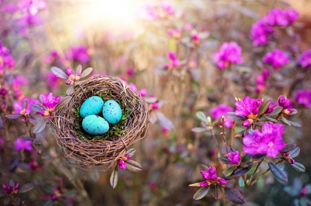 â™¥ - nest, pink, easter, egg, spring, flower