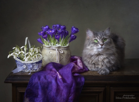 It's spring, isn't it? - snowdrops, spring, flower, cat, purple, pisici, cute, crocus, daykiney