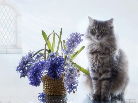 Cat and hyacinths - blue, hyacinth, cute, pisici, cat, daykiney