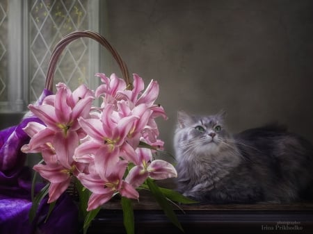 â™¥ - lily, cat, pink, pisici, basket, flower, daykiney