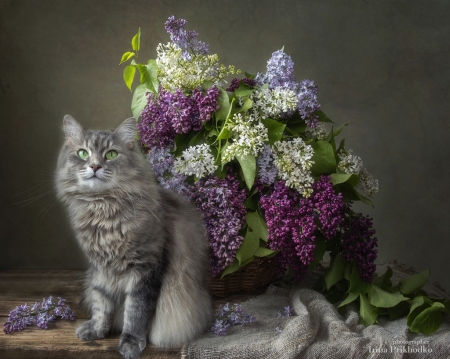 Cat and lilacs - flower, cute, cat, spring, daykiney, pisici, lilac