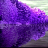 Lovely Purple Trees