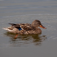 Female Duck
