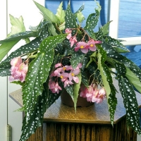 Angel Wing Begonias