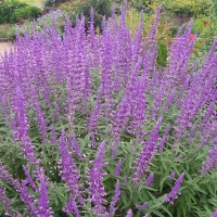 Pretty sage