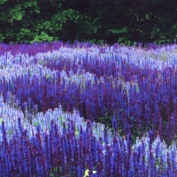 Field of purple sage