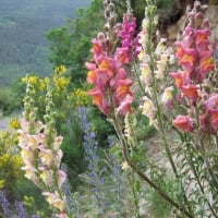 Austria Snapdragons Flowers