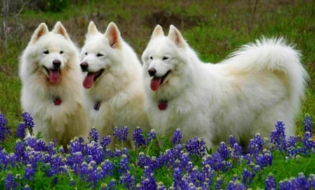 ✿ Grand Trio ✿ - Dogs, Fur coat, Beauties, White