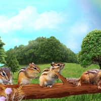 Chipmunks on a Log