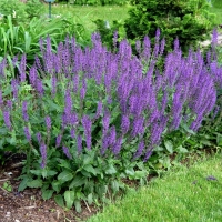  Sage
