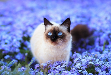 ♥ - animal, blue, pisici, field, flower, cat, blue eyes