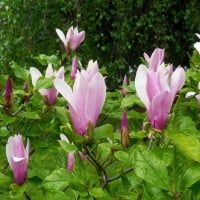 Magnolia