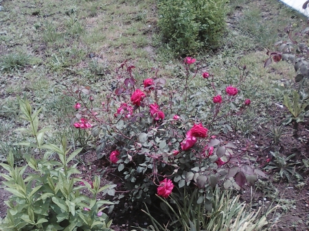 Red roses - flowers, red, roses, pretty